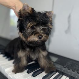 Kiki on the River - Black and gold male Yorkshire Terrier puppy in Cape Coral, Florida from Katherine’s Yorkies and Poodles