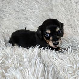Girl 1 - Black and cream female Dachshund puppy in Lubbock, Texas from West Texas Dachshunds LLC