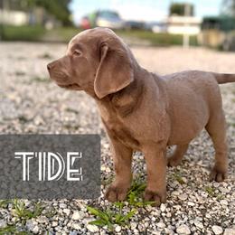 Tide - Silver male Dilute Retriever puppy in Baldwin City, Kansas from Hedge Lane Labradors