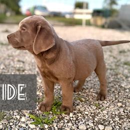 Tide - Silver male Dilute Retriever puppy in Baldwin City, Kansas from Hedge Lane Labradors