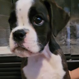 Boxer and Shih Tzu Puppies from L&L European Boxers and Shih Tzus