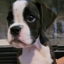 Boxer and Shih Tzu Puppies from L&L European Boxers and Shih Tzus