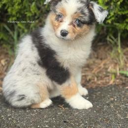 Cadbury- bmf9 - Blue merle female Australian Shepherd puppy in Chehalis, Washington from Wandering Acres Ranch