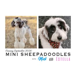 Sheepadoodle puppies from Narrow Path Old English & Sheepadoodles
