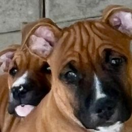 Boy 6 - Red American Staffordshire Terrier puppy in North Carolina from Kaye-Nyne Kennels