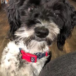 Miniature Schnauzers from Green Mountain Schnauzers