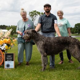 Edge - Irish Wolfhound
