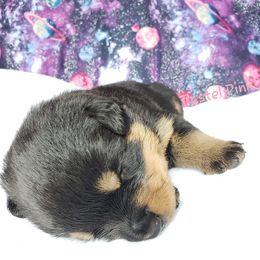 Rottweiler Puppies from Von Hunter Rottweilers