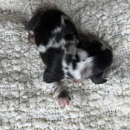 Dachshund Puppies from Dreamy Creamies