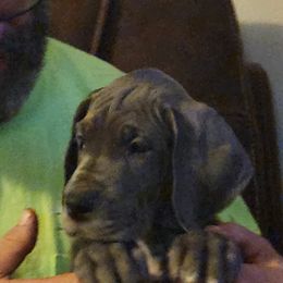 Great Dane Puppies from Thomas Family Danes