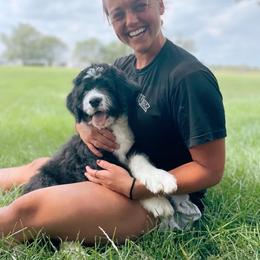 Bernedoodle Puppies from Quaint Haven Bernedoodles