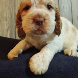 English Springer Spaniel Puppies from Erica Chapman