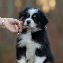 Girl 4 - Black tri-color female Australian Shepherd puppy in Newtown, Connecticut from Stepping Stone Kennel