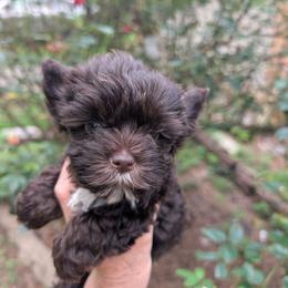 Princess - Liver female Yorkshire Terrier puppy in Gaylesville, Alabama from Sweet Alabama Yorkies