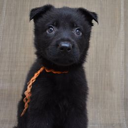 Orange Collar Girl - Black female German Shepherd puppy in Grants Pass, Oregon from Granville German Shepherds
