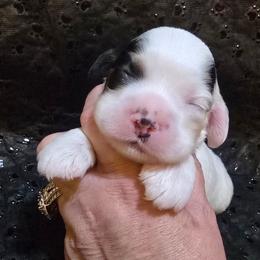 Lieutenant - Black white and tan male Cocker Spaniel puppy in Florence, South Carolina from Reddick's American Cocker Spaniels