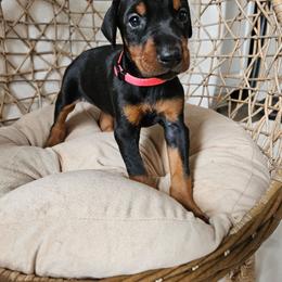 Astra (pink) - Black and rust female Doberman Pinscher puppy in Hamilton, Ohio from Little Dragon Dobermans
