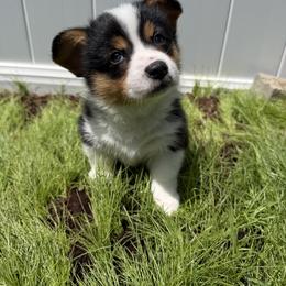 Pembroke Welsh Corgi Puppies from South Shore Corgis