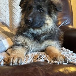 German Shepherd Puppies from Golden Ridge