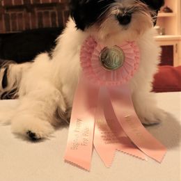 Havanese Puppies from Contigo Havanese