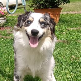 Australian Shepherds from Bar-F Kennels