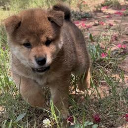 Ahsoka - Red female Shiba Inu puppy in Greer, South Carolina from Crescent Moon Shibas