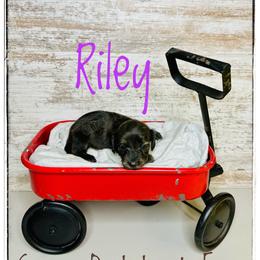 Riley - Brindle female Dachshund puppy in Cincinnati, Ohio from Caines Dachshund Farm