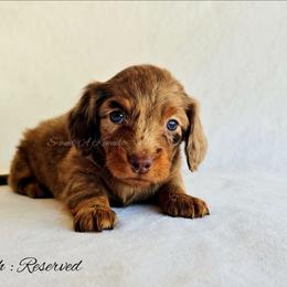 Grinch - Dapple male Dachshund puppy in Quitman, Mississippi from S-and-A Kennels