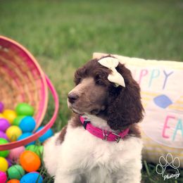 Poodle Puppies from The Parti Collection