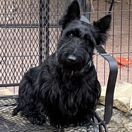 Scottish Terriers from Ballentine Scotties