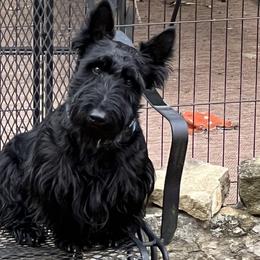 Scottish Terriers from Ballentine Scotties