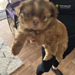 Shih Tzus from Tammy Pankau's Shih Tzu