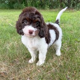 Bellatrix - Tri-color female Cavapoo puppy in Beresford, South Dakota from DAKOTA DOOD RANCH