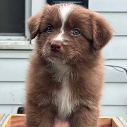 Freedom - Red & white female Australian Shepherd puppy in Marshall, Indiana from Larkwood Australian Shepherds