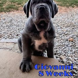 Neapolitan Mastiff Puppies from EDIN Farms Neos