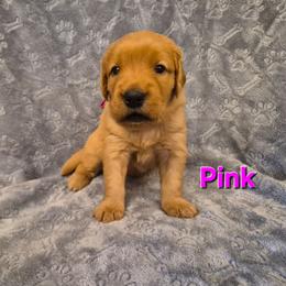 Pink - Dark golden female Golden Retriever puppy in Taft, Tennessee from McGraw's Fetching Pups