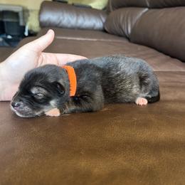 Orange - Sable and white male Siberian Husky puppy in Virginia Beach, Virginia from Fly Siberian