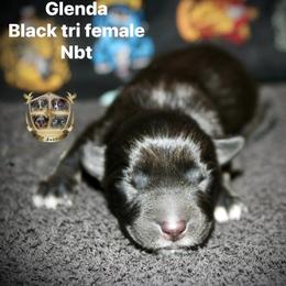 Glenda - Black tri-color female Australian Shepherd puppy in El Dorado Springs, Missouri from HP Aussie Kennels