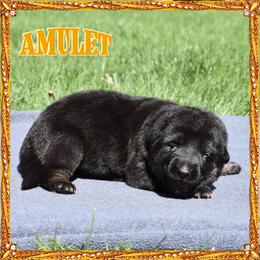 AMULET - Black and tan female German Shepherd puppy in Murrieta, California from Diamond Oaks German Shepherds