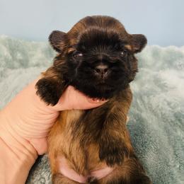 Blakey - Black and tan male Shih Tzu puppy in Hawthorne, Florida from Simply Southern Shihtzus