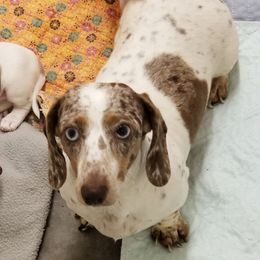 Skye - Dachshund