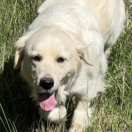 Kate - Golden Retriever