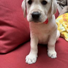 Boy 5 - Yellow male Labrador Retriever puppy in Holly Springs, North Carolina from Winter Creek Labradors