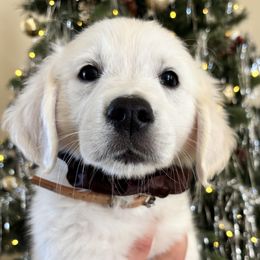 Pluto (brown) - Light golden male Golden Retriever puppy in Pahrump, Nevada from Southern Nevada Goldens