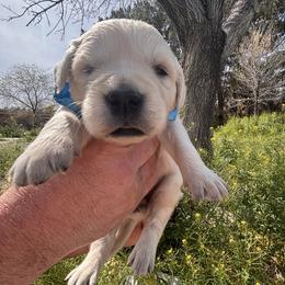 Light blue boy - Light golden male Golden Retriever puppy in Pahrump, Nevada from Southern Nevada Goldens