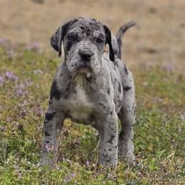Winston - Merle Great Dane puppy in Jerusalem, Arkansas from Mara Danes