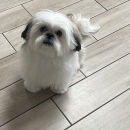 Shih Tzu Puppies from Willow Lane Shih Tzus