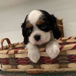 Cavalier King Charles Spaniel Puppies from Ridgefield Cavaliers