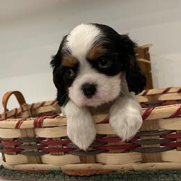 Cavalier King Charles Spaniel Puppies from Ridgefield Cavaliers