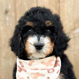 Dickon - Boy 3 - Phantom male Bernedoodle puppy in Bellville, Ohio from Bernedoodle Buddies